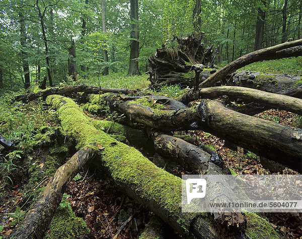 Deadwood on ground in a European beech forest (Fagus sylvatica)  UNESCO World Natural Heritage Site  Hainich National Park  Thuringia  Germany  Europe