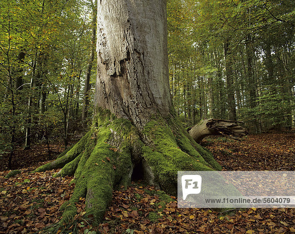 Stammfuß einer alten Rotbuche (Fagus sylvatica) mit Moos bewachsen  Rotbuchenwald  einem Urwald ähnlich  Steigerwald  Bayern  Deutschland  Europa