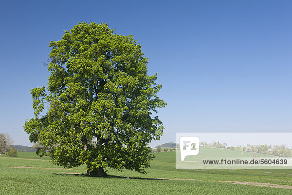 Einzelner Baum auf einem Feld  Ahorn (Acer) in Blüte  Glashütte  Sachsen  Deutschland  Europa