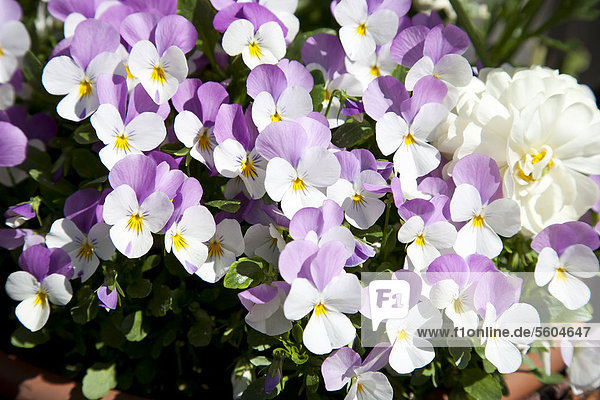 Hornveilchen (Viola cornuta)  weiße und violette Blüten