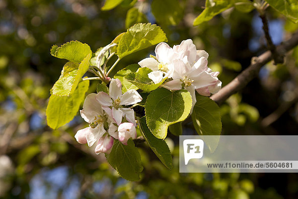 Apfelblüten  blühender Apfelbaum (Malus domestica)  Sachsen  Deutschland  Europa