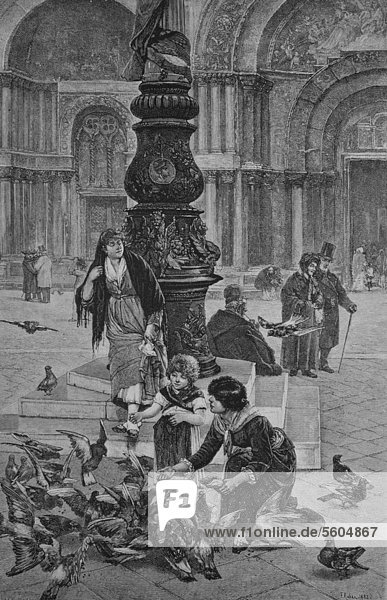 Feeding pigeons in St Mark's Square in Venice  Italy  historical engraving  1883