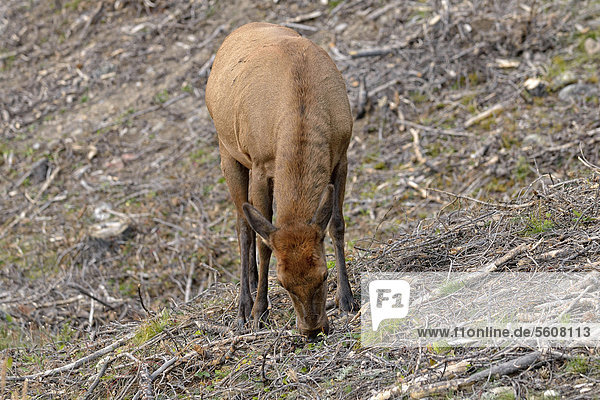 Elk or Wapiti (Cervus canadensis)  female  browsing  Kawuneeche Valley  Trail Ridge Road  Rocky Mountain National Park  Colorado  USA