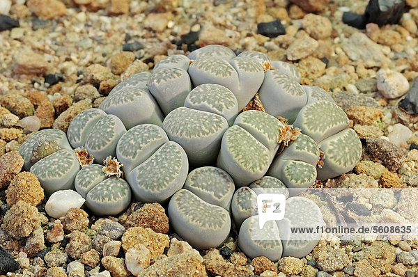 Lebende Steine (Lithops pseudotruncatella)  Vorkommen in Botswana  Namibia und Südafrika