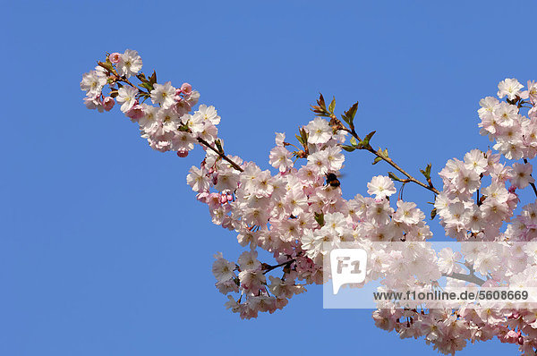 Japanische Blütenkirsche  Orientalische Kirsche  Japanische Zierkirsche  Ostasiatische Kirsche (Prunus serrulata)  blühend im Frühling