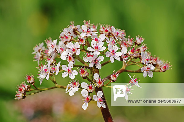 Schildblatt  Schirmsteinbrech  Regenschirmpflanze  Indianerrhabarber (Darmera peltata  Peltiphyllum peltatum)  blühend  Vorkommen in Nordamerika