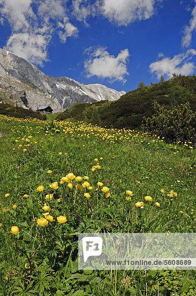 Europäische Trollblume  Kugelranunkel  Butterblume  Goldköpfchen  Butterkugel (Trollius europaeus)  Nationalpark Berchtesgaden  Bayern  Deutschland  Europa