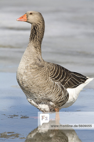 Schwanengans (Anser anser domesticus  Anser cygnoides)  auch American Buff Goose  ausgewachsene Gans  stehend im Schmelzwasser auf Schnee  North Dakota  USA