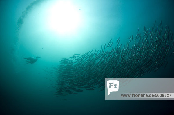 Südliches Afrika Südafrika Fisch Pisces klein Unterwasseraufnahme Köder Erwachsener Eastern Cape Ostkap füttern Transkei Fischschwarm