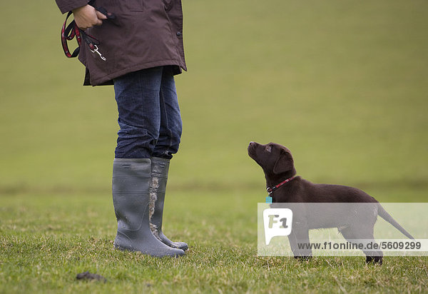 Haushund  Labrador Retriever  Farbe Schoko  Rüde  Welpe  zehn Wochen alt  stehend neben Besitzer auf Wiese  Portesham  Dorset  England  Großbritannien  Europa