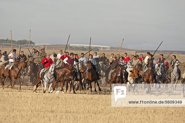 Encierro  men mounted on horses herding bulls  running from countryside to Medina del Campo  Valladolid  Castile-Leon  Northern Spain  Europe