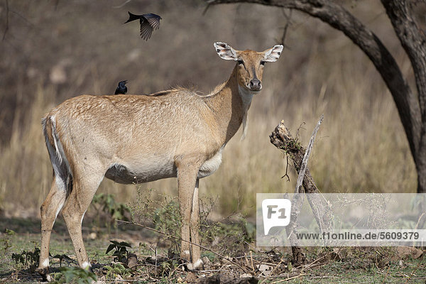 Nilgai (Boselaphus tragocamelus)  adult female  with Black Drongos (Dicrurus macrocercus)  on back and in flight  Ranthambore National Park  Rajasthan  India  Asia