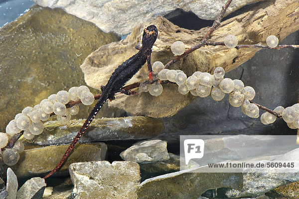 Northern Spectacled Salamander (Salamandrina perspicillata)  adult female  depositing eggs on submerged twig  Italy  Europe