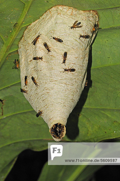 Faltenwespe (Vespidae sp.)  adult  an der Nestoberfläche  Nest hängt von der Unterseite eines Blattes  Yasuni Nationalpark  Amazonas  Ecuador  Südamerika