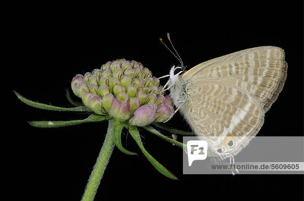 Großer Wanderbläuling oder Langschwanziger Bläuling (Lampides boeticus)  Schmetterling  auf Blüte  Nachzucht