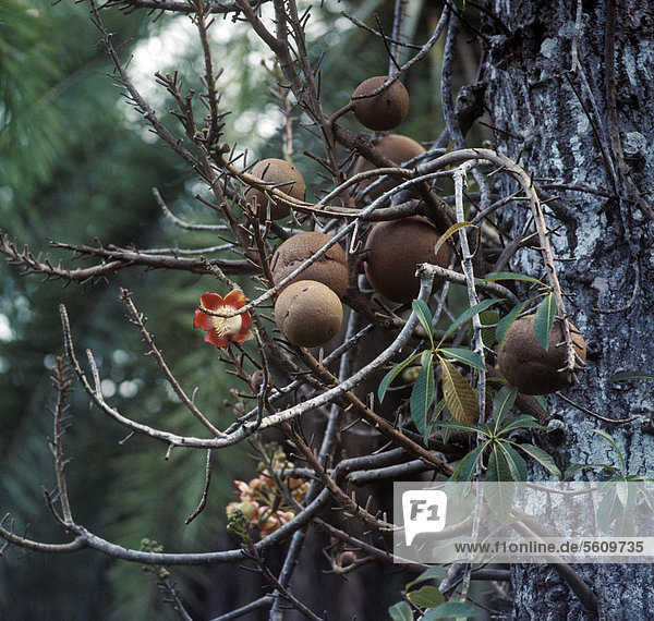 Kanonenkugelbaum (Couroupita guianensis)  Nahaufnahme von Früchten und Blüten