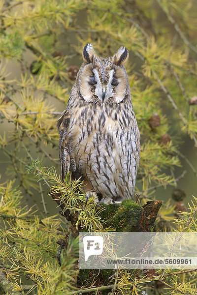 Long-eared Owl (Asio otus)  adult  with eyes closed  perched on mossy stump amongst larch branches in woodland  captive  Berwickshire  Scottish Borders  Scotland  United Kingdom  Europe