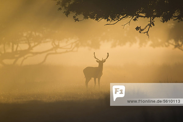 Damhirsch (Dama dama)  Hirsch  als Silhouette in der Morgendämmerung während der Brunftzeit  Helmingham Hall Deer Park  Suffolk  England  Großbritannien  Europa