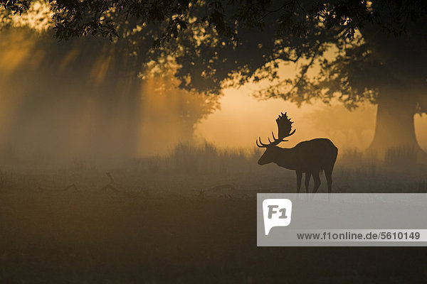 Damhirsch (Dama dama)  Hirsch  als Silhouette in der Morgendämmerung während der Brunftzeit  Helmingham Hall Deer Park  Suffolk  England  Großbritannien  Europa
