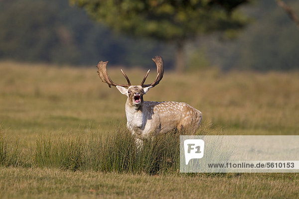 Damhirsch (Dama dama)  Hirsch  beim Röhren während der Brunftzeit  Helmingham Hall Deer Park  Suffolk  England  Großbritannien  Europa
