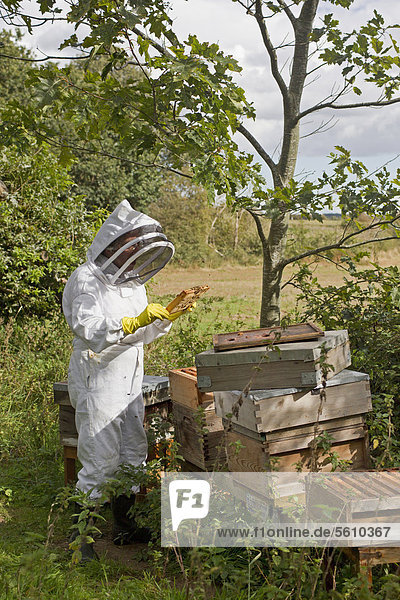 Imkerei  Imker beim Kontrollieren der Bienen auf dem Rahmen aus einem Bienenstock der Westlichen Honigbiene (Apis mellifera)  Suffolk  England  Großbritannien  Europa