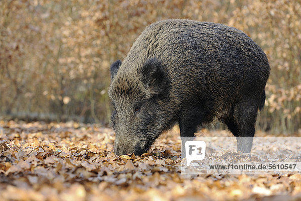 Wildschwein (Sus scrofa)  Schwarzwild  Weibchen  Bache auf Nahrungssuche  Gehege  Nordrhein-Westfalen  Deutschland  Europa