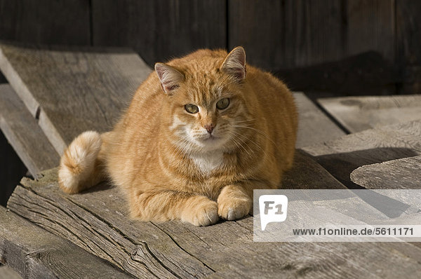 Rotgetigerte Hauskatze (Felis silvestris catus) liegt auf Holzdielen in der Sonne  Bayern  Deutschland  Europa