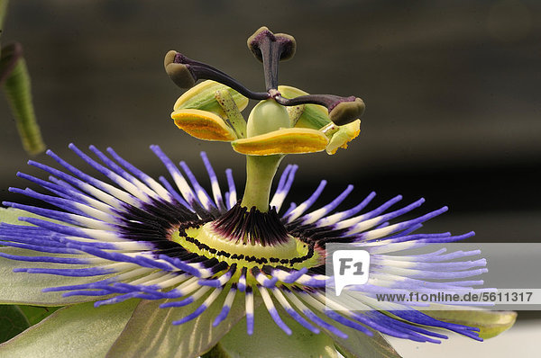 Detail view  macro  of a round symmetric flower of the Passionflower (Passiflora sp.)  side view