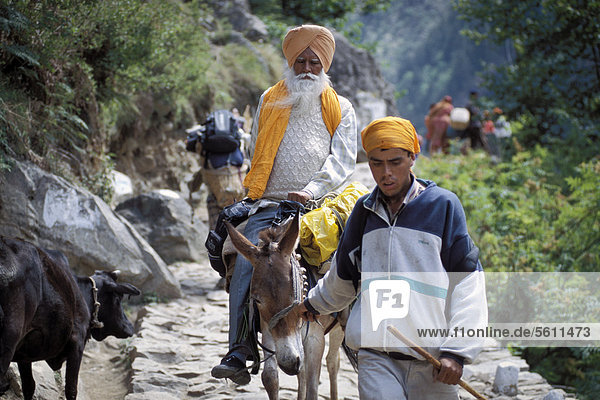 Sikh pilgrim on horseback on his way to the Gurudwara of Hemkund  Uttarakhand  formerly Uttaranchal  Indian  Himalayas  North India  India  Asia
