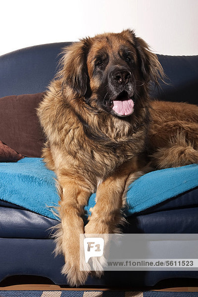 Leonberger Hund auf Sofa