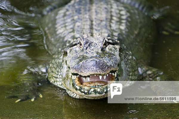 Mississippi-Alligator (Alligator mississippiensis)  Crocodylus Park  Darwin  Northern Territory  Australien
