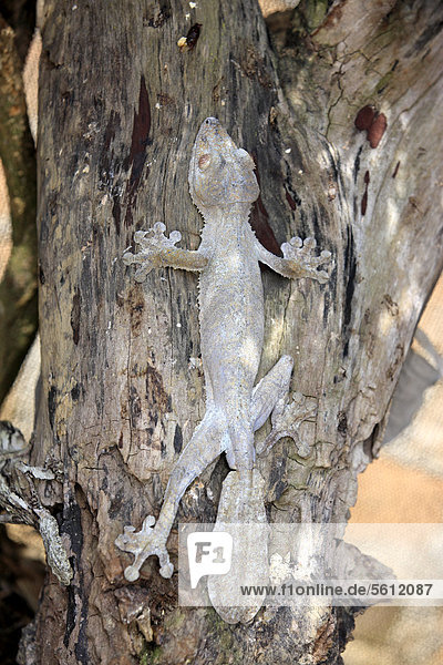 Blattschwanzgecko  Flechtengecko (Uroplatus sikorae)  Baumstamm  Tarnung  Madagaskar  Afrika