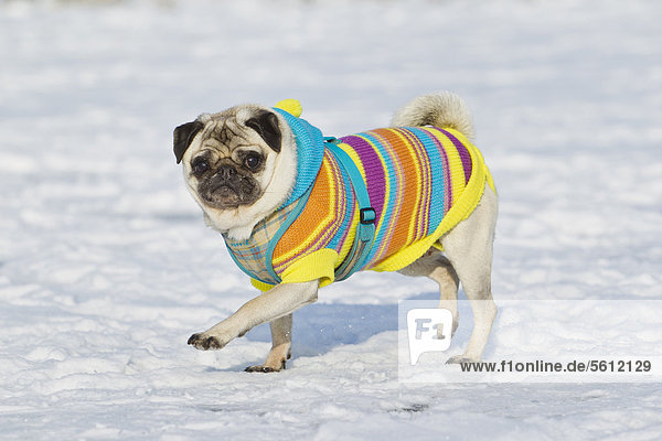 Female pug with dog clothes in snow