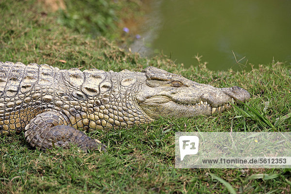 Madagassisches Nilkrokodil (Crocodylus niloticus madagascariensis)  ruhend  Nosy Be  Madagaskar  Afrika