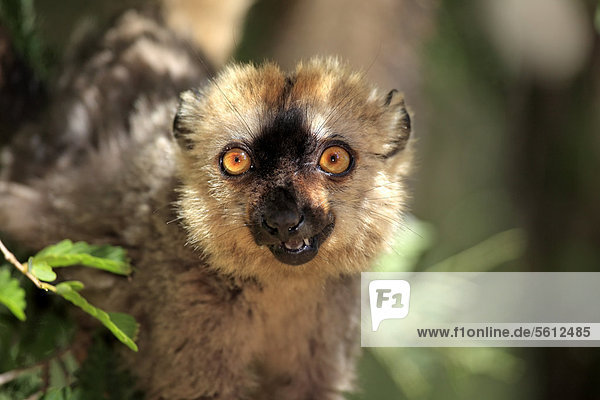 Rotstirnmaki (Lemur fulvus rufus)  adult  Portrait  Berenty Reservat  Madagaskar  Afrika