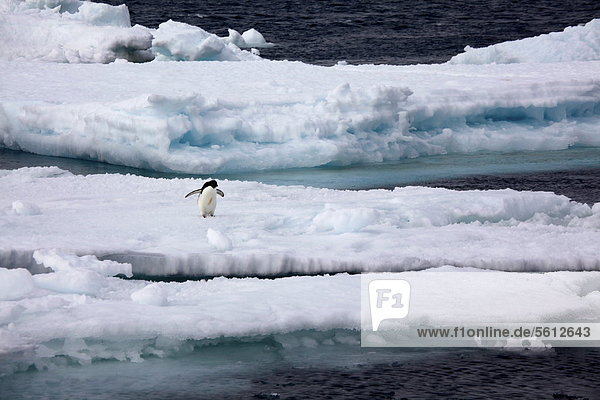 Adeliepinguin auf einer Eisscholle  Paulet Island  Antarktis
