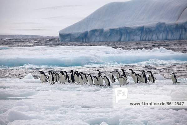 Kolonie von Adeliepinguinen auf einem Eisfeld  Paulet Island  Antarktis