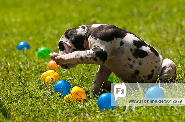 Great Dane puppy