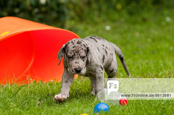 Great Dane puppy