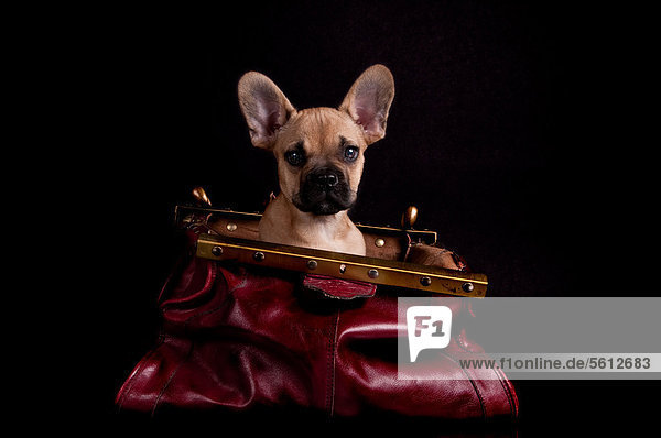French bulldog sittin in a bag