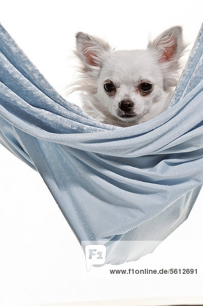 Dog lying in a kerchief