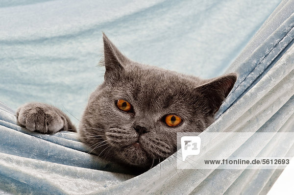 Chartreux
