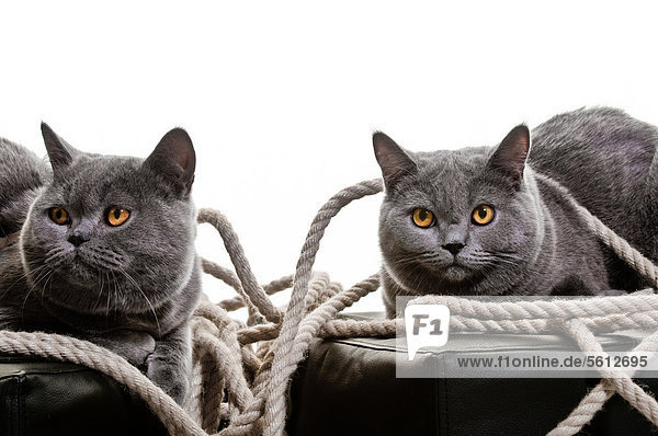Two Chartreux