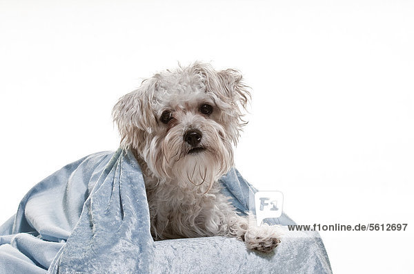 Dog lying under kerchief