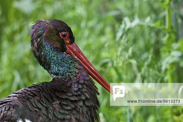 Schwarzstorch (Ciconia nigra)  Tiergehege  Poing  Bayern  Deutschland  Europa