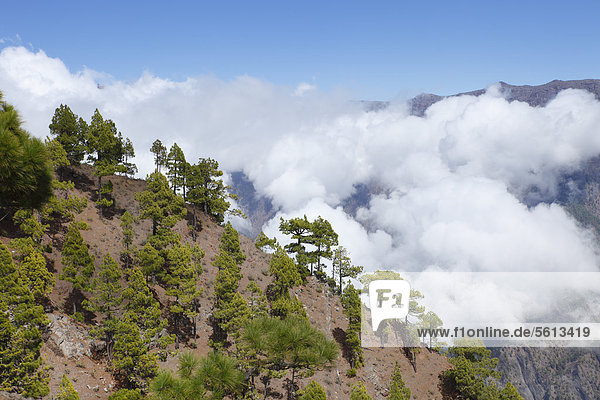 Nationalpark Caldera de Taburiente  Blick vom Pico Bejenado  La Palma  Kanaren  Kanarische Inseln  Spanien  Europa Caldera de Taburiente Nationalpark