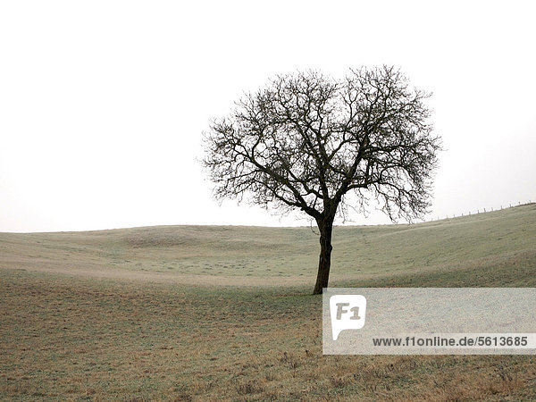 Einsamer Baum  Limagne  Auvergne  Frankreich  Europa