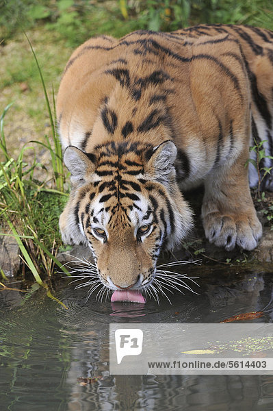 Sibirischer Tiger  Amurtiger (Panthera tigris altaica)  trinkt  Zoo  Niedersachsen  Deutschland  Europa