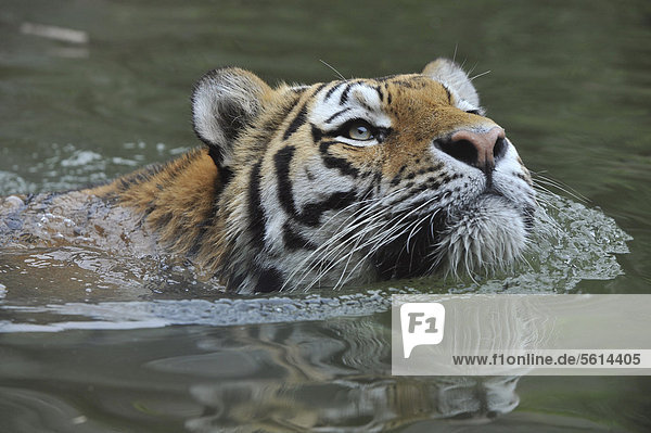 Sibirischer Tiger  Amurtiger (Panthera tigris altaica)  schwimmt  Zoo  Niedersachsen  Deutschland  Europa