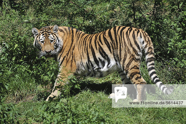 Sibirischer Tiger  Amurtiger (Panthera tigris altaica)  Zoo  Niedersachsen  Deutschland  Europa